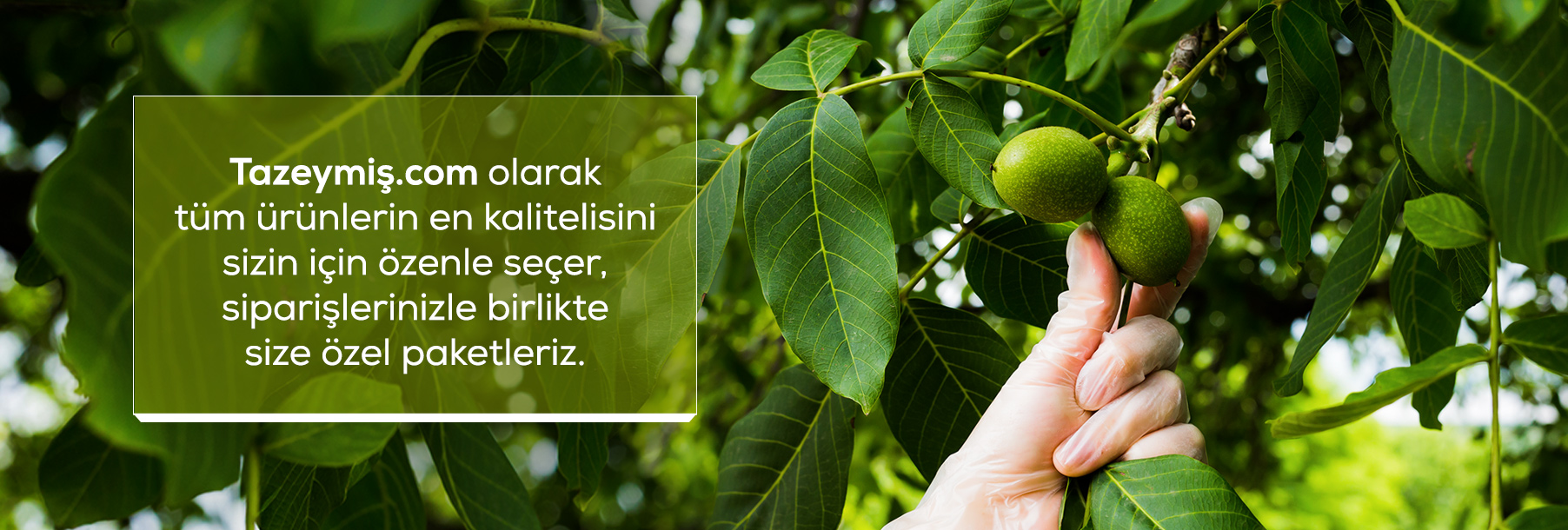Tazeymiş Kavrulmuş Kuruyemiş